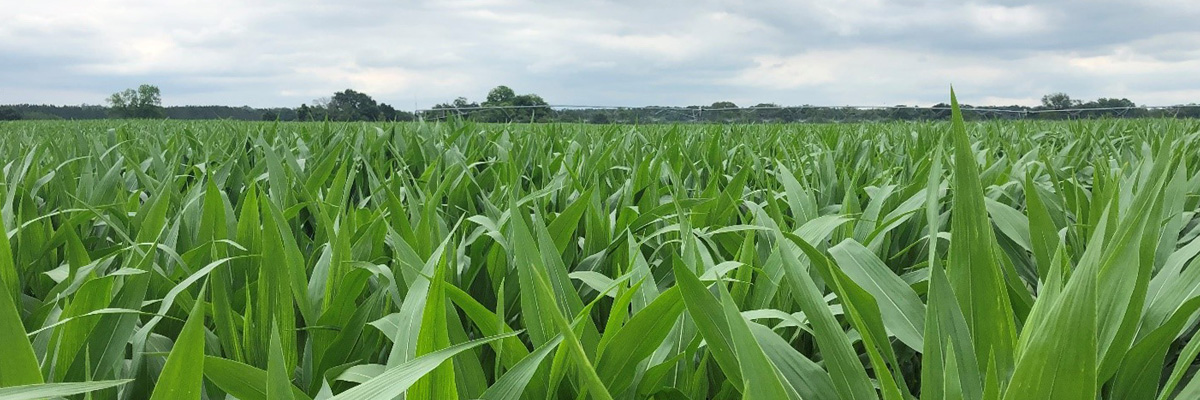 corn stalks